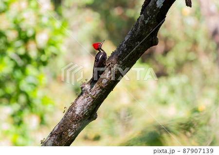 鋭い爪で木の幹をしっかりとつかんで辺りをうかがうシマクマゲラ 87907139