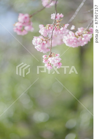 満開の桜の花 寒緋桜 満開の桜の花 寒緋桜 87907157