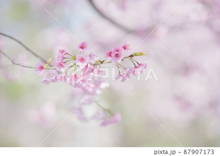 満開の桜の花　寒緋桜 87907173