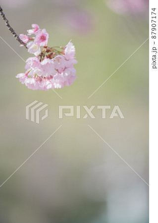 満開の桜の花　寒緋桜 87907174