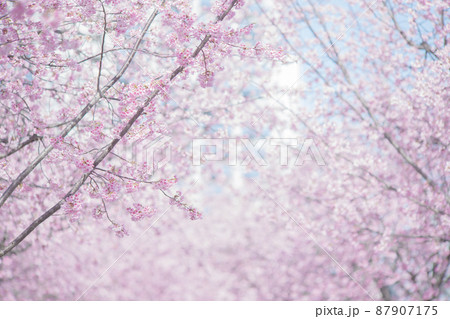 満開の桜の花 寒緋桜 満開の桜の花 寒緋桜 87907175
