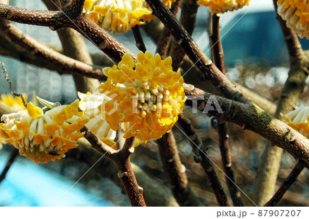 ミツマタの満開の花-3 ミツマタの満開の花-3 87907207