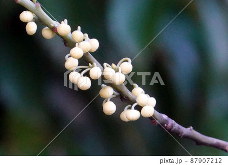 アオモジの花のつぼみ アオモジの花のつぼみ 87907212