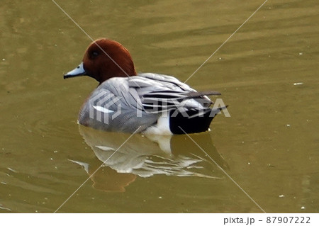 ホシハジロ雄鳥-3 ホシハジロ雄鳥-3 87907222