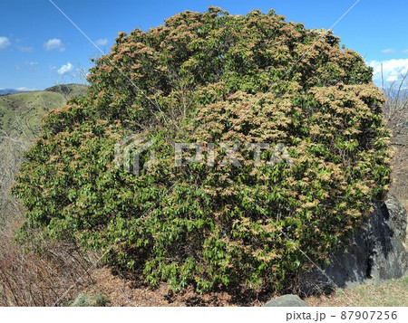 神奈川県 アセビ 神奈川県 アセビ 87907256