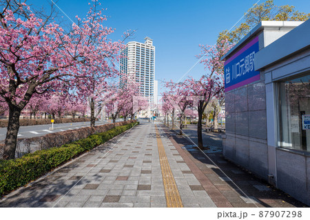 安行桜が咲く川口元郷駅前の風景 埼玉高速鉄道線 安行桜が咲く川口元郷駅前の風景 埼玉高速鉄道線 87907298