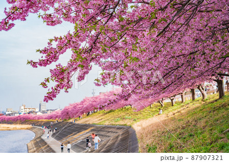 春の乙川河川敷、満開の葵桜（河津桜）〈愛知県岡崎市〉 87907321