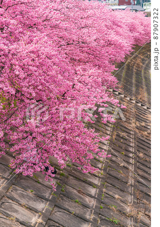 春の乙川河川敷、満開の葵桜（河津桜）〈愛知県岡崎市〉 87907322