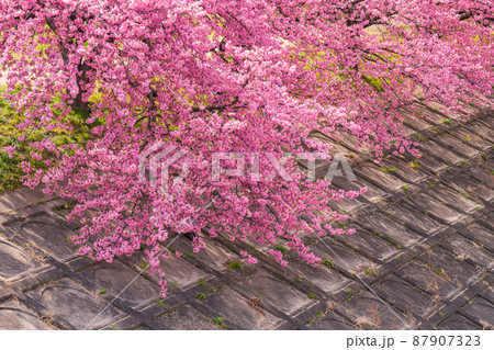 春の乙川河川敷、満開の葵桜（河津桜）〈愛知県岡崎市〉 87907323