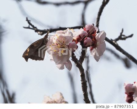 ピンク色の梅の花とテングチョウ ピンク色の梅の花とテングチョウ 87907351
