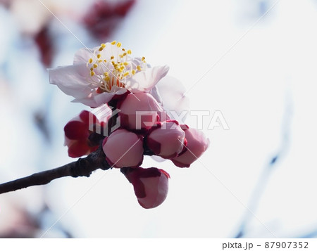 ピンク色の梅の花 梅の花 紅冬至 梅 87907352