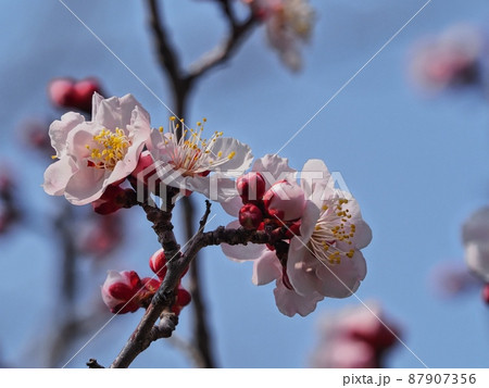 ピンク色の梅の花 梅の花 紅冬至 梅 ピンク色の梅の花 梅の花 紅冬至 梅 87907356