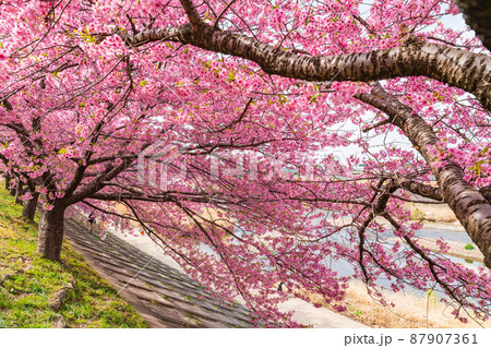 春の乙川河川敷、満開の葵桜（河津桜）〈愛知県岡崎市〉 87907361