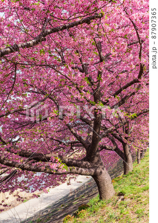 春の乙川河川敷、満開の葵桜（河津桜）〈愛知県岡崎市〉 87907365