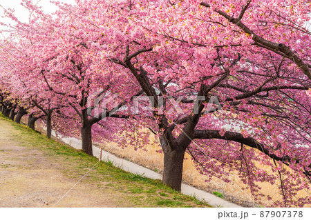 春の乙川河川敷、満開の葵桜（河津桜）〈愛知県岡崎市〉 87907378