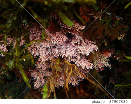 海中で波にたゆたう海藻の仲間16 87907386
