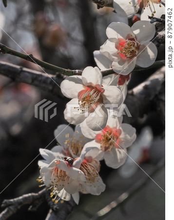 梅の花　白梅 87907462