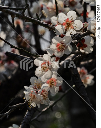 梅の花　白梅 87907463