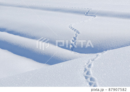 冬の里山 雪 雪面 足跡 物語 ドラマ 冬の里山 雪 雪面 足跡 物語 ドラマ 87907582