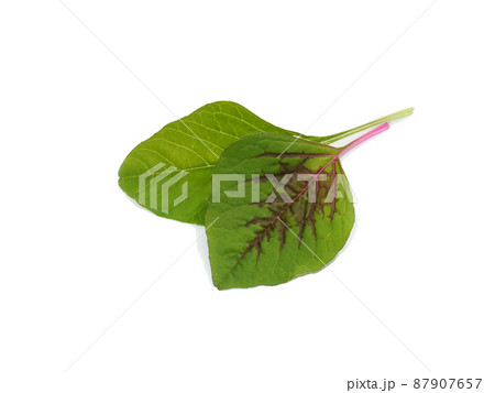 Close up Joseph's coat, Chinese spinach, Tampala leaves on white background. 87907657