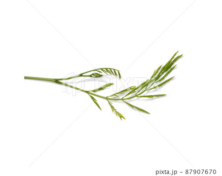 Close up young leaves of White popinac, Lead tree, Horse tamarind, Leucaena tree on white backgroud. Close up young leaves of White popinac, Lead tree, Horse tamarind, Leucaena tree on white backgroud. 87907670