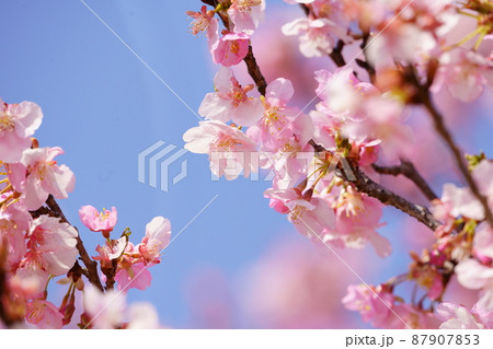 河津桜 伊勢崎市民の森 河津桜 伊勢崎市民の森 87907853
