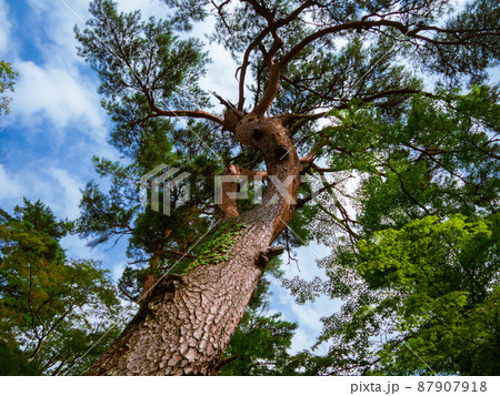 日本庭園の松の木 日本庭園の松の木 87907918