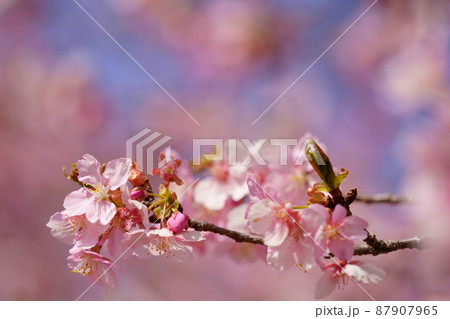河津桜　伊勢崎市民の森 87907965