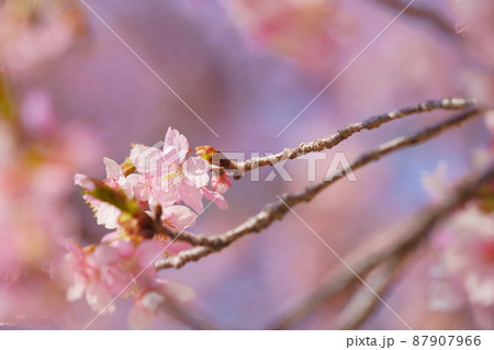河津桜　伊勢崎市民の森 87907966