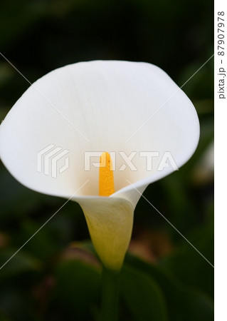 クワズイモ 花 フラワー 87907978