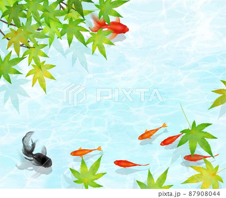 紅葉の木下、水の中を黒と赤の金魚とメダカが優雅に泳ぐ水の波紋が美しいデザインのベクター夏フレーム素材 87908044