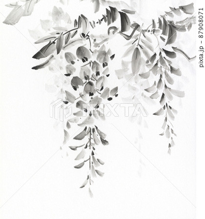 咲き始めた藤の花 水墨画のイラスト素材 [87908071] - PIXTA