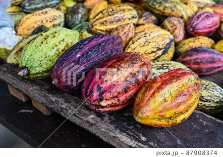 ココナッツ ココア カカオ 87908374