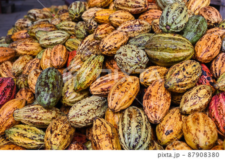 ココナッツ ココア カカオ 87908380