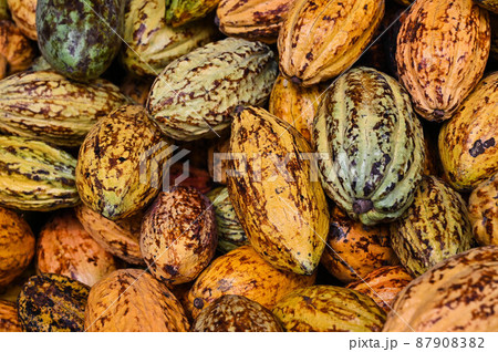 ココナッツ ココア カカオ 87908382