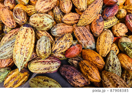 ココナッツ ココア カカオ 87908385