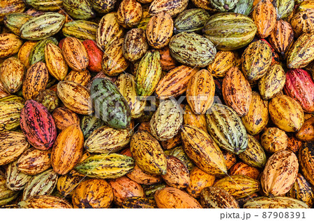 ココナッツ ココア カカオ 87908391