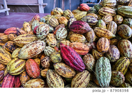 ココナッツ ココア カカオ 87908398