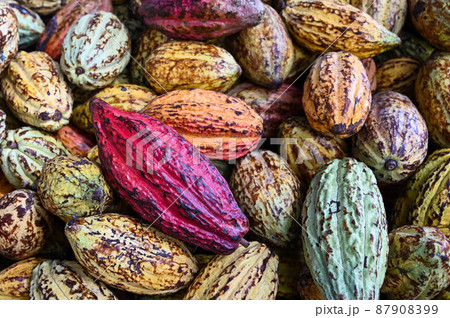 ココナッツ ココア カカオ 87908399