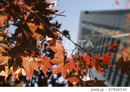 都心の紅葉 87908540