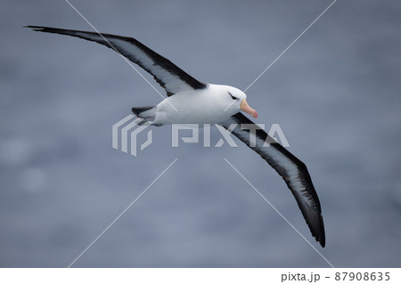 Black-browed albatross crosses ocean with wings spread 87908635