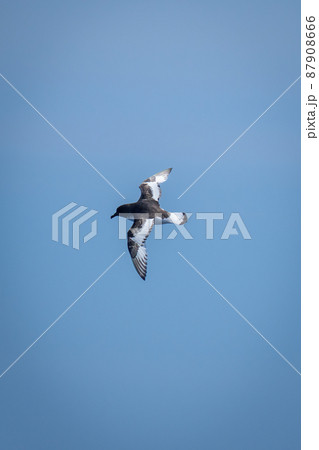 Antarctic petrel flies in clear bue sky 87908666