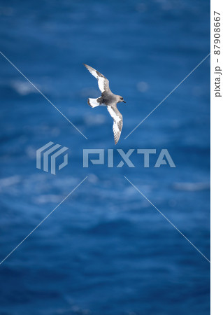 Antarctic petrel flies over sea in sunshine 87908667