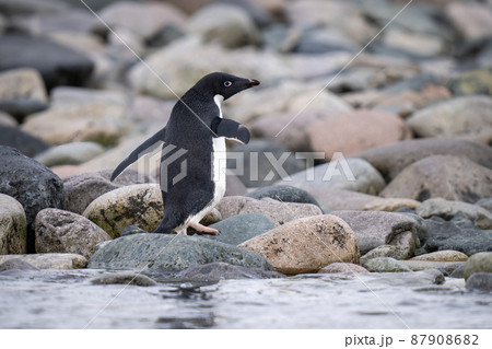 Adélie Penguins & Jean Pennycook in Antarctica! - YouTube