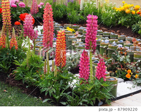 ルピナス 87909220