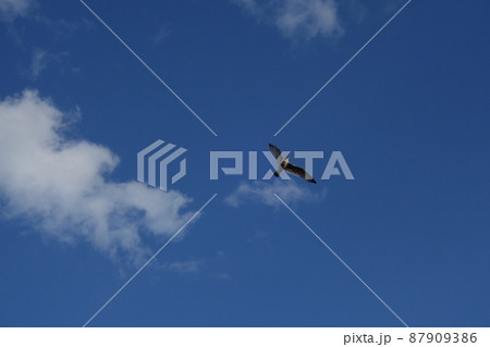 Flying seagull against the blue sky with few clouds 87909386