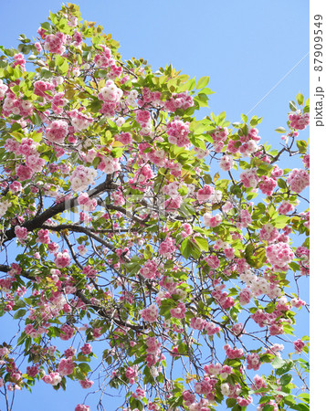 満開の八重桜      87909549