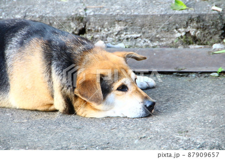 犬 狗 わんこ 87909657