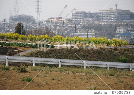 花桃の丘の菜の花畑越しに見えるヨネッティ王禅寺前と潮見台の街並み 87909753