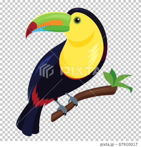 サンショクキムネオオハシのイラスト 87910017